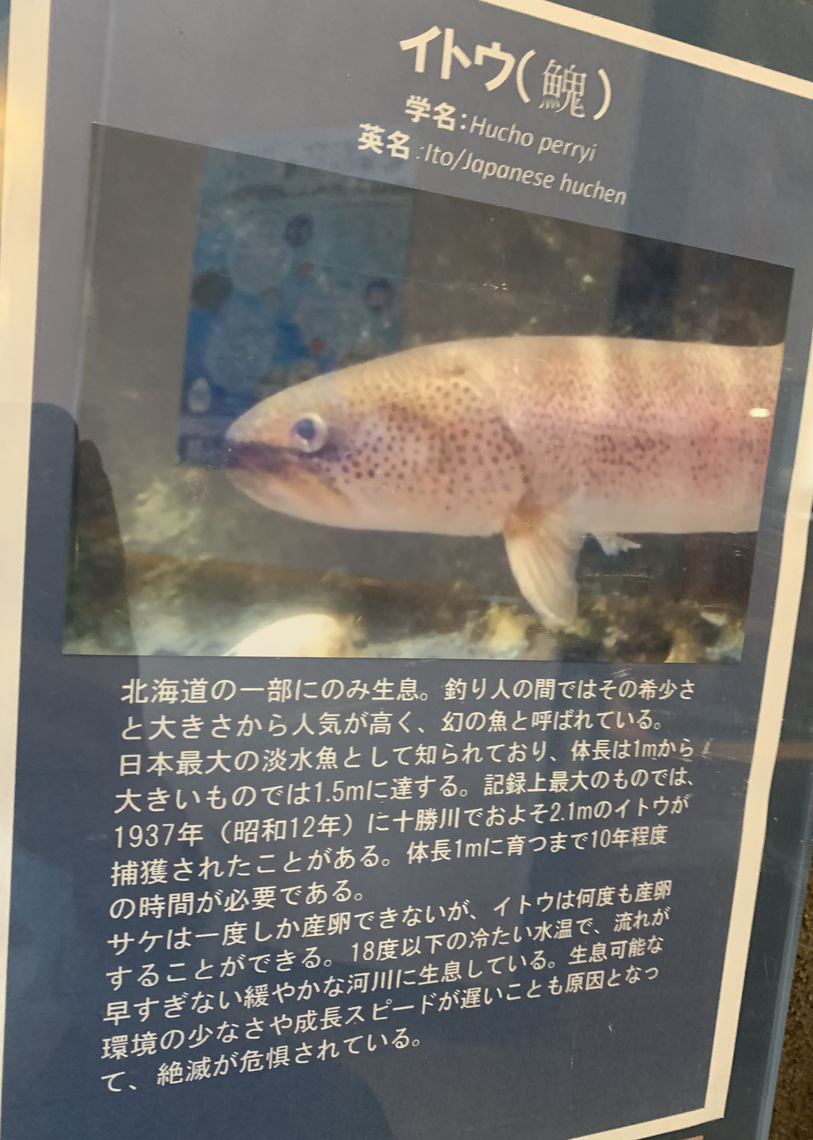 現地施設に掲示されているイトウの生態解説